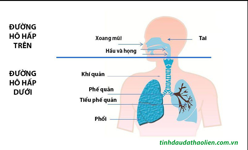 Viêm đường hô hấp trên