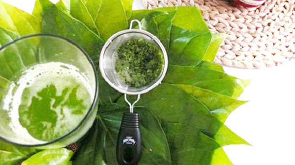 Lá trầu không trị bệnh hôi miệng
