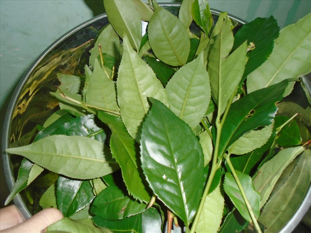 Lá chè xanh trị rôm sảy