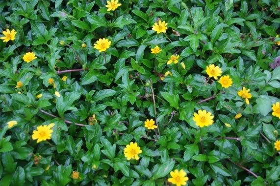Trị rôm sảy bằng sài đất