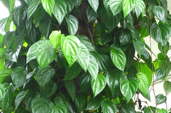Chữa bệnh đau lưng bằng lá trầu không