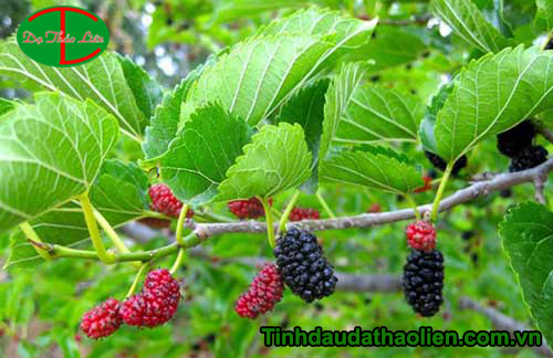 be bi rom say phai lam sao