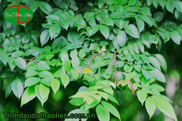 bbé bị rôm sảy phải làm sao