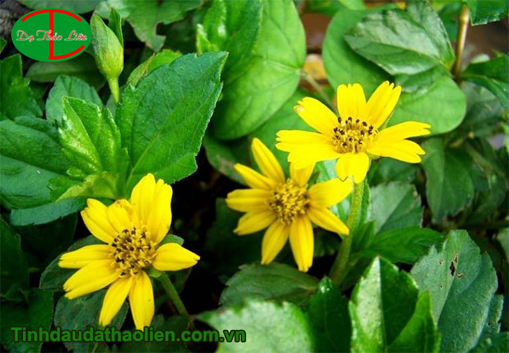 sài đất trị rôm sảy