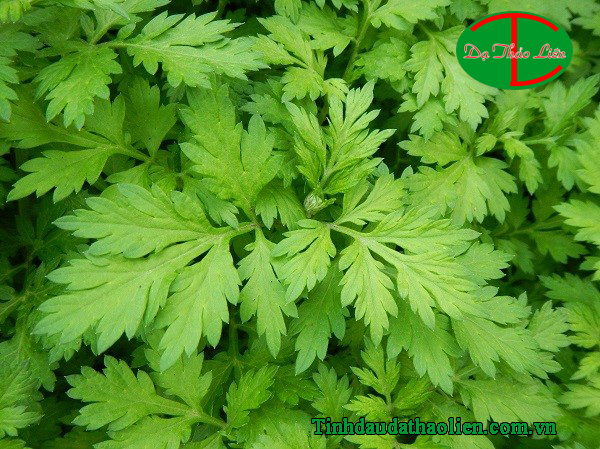 Công Dụng Chữa Bệnh Của Cây Ngải Cứu