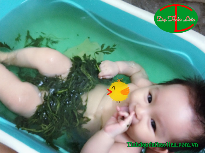 Công Dụng Chữa Bệnh Của Cây Ngải Cứu