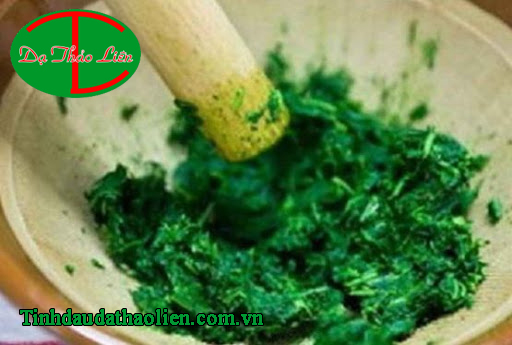 Công Dụng Chữa Bệnh Của Cây Ngải Cứu