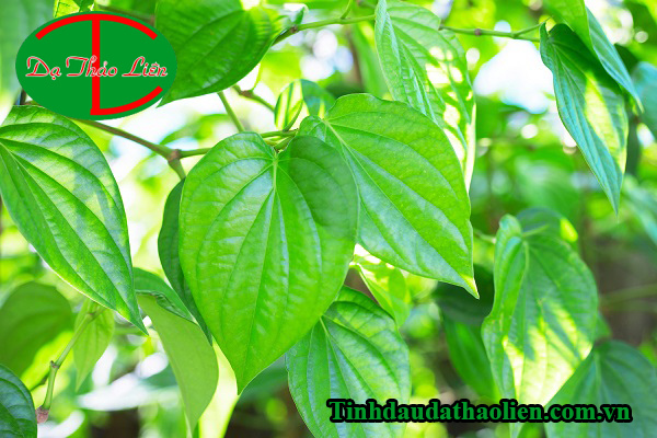 Cách điều trị viêm lợi tại nhà