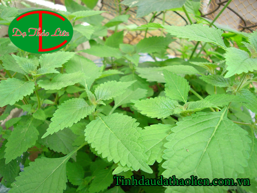 Viêm lợi có mủ 