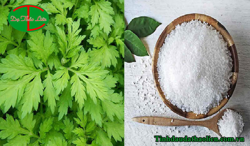 Chữa đau lưng bằng ngải cứu