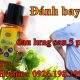 Tinh dầu ngải cứu có tác dụng gì