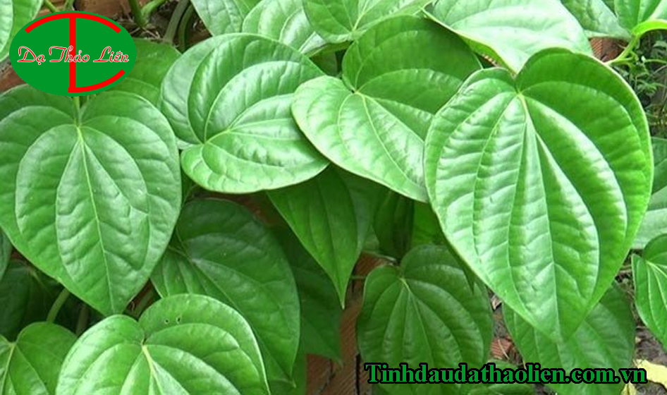 Chữa đau răng sâu