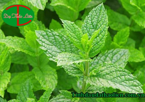 Bạc hà có tác dụng gì