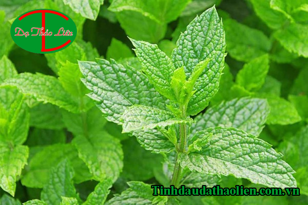 Bạc hà có tác dụng gì
