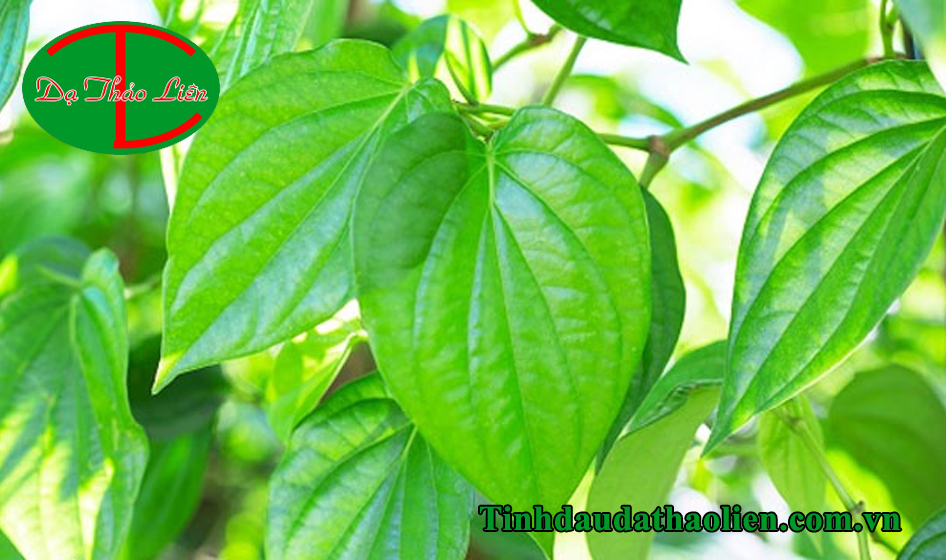 Cách trị đau răng