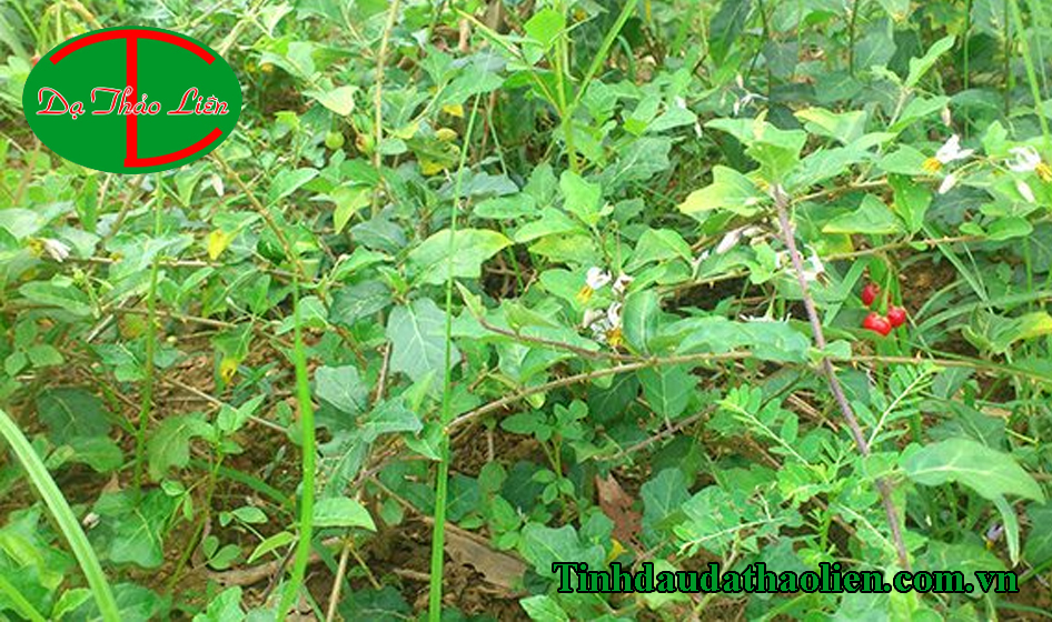 Chữa chảy máu chân răng