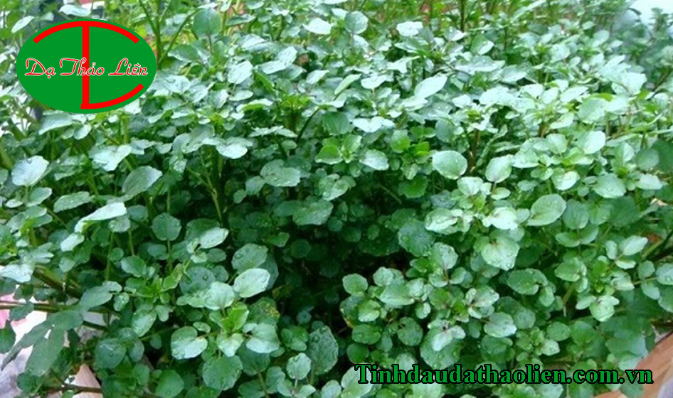 Chữa chảy máu chân răng