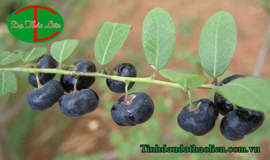 Chữa chảy máu chân răng