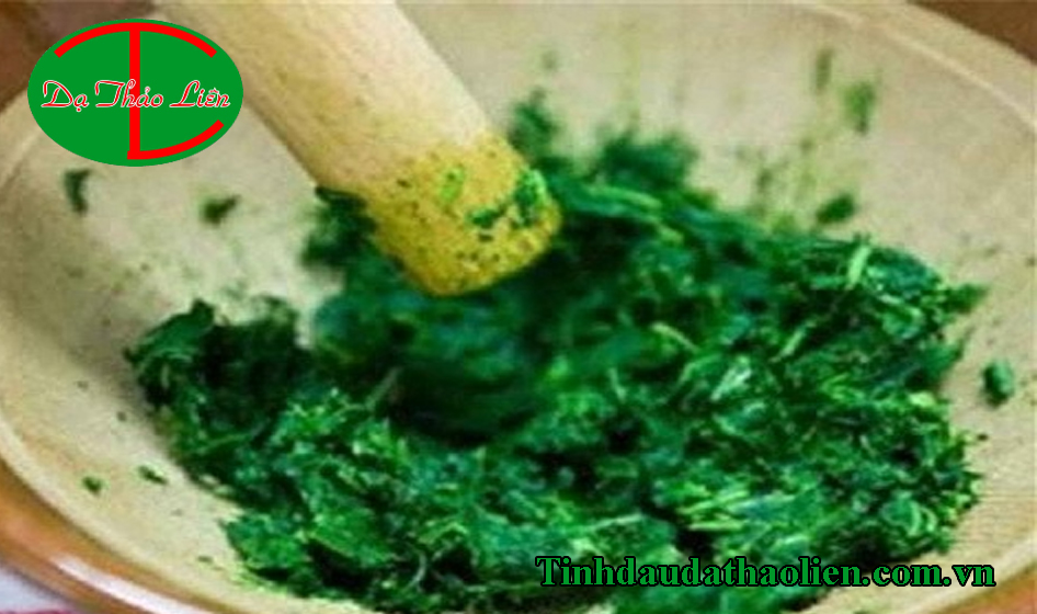 Lá trầu không có tác dụng gì