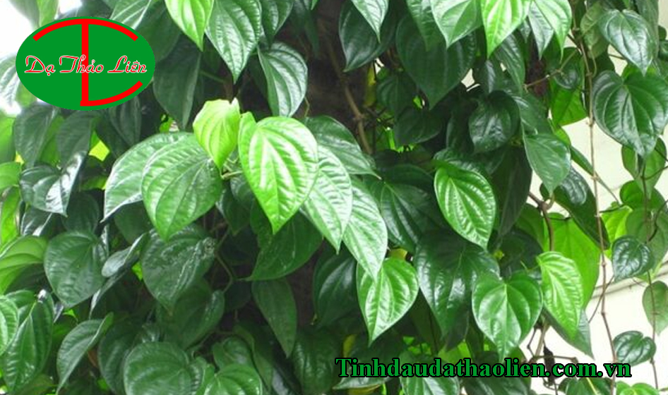 Lá trầu không có tác dụng gì