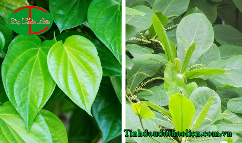 Mẹo trị đau nhức răng cấp tốc bằng lá trầu không