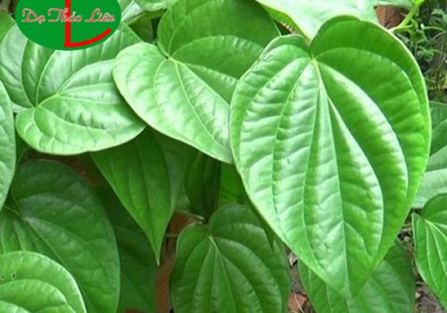 Mẹo trị đau nhức răng cấp tốc bằng lá trầu không