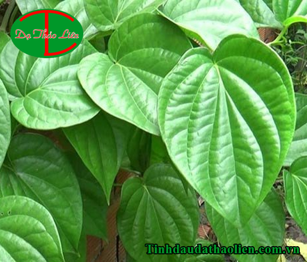 Mẹo trị đau nhức răng cấp tốc bằng lá trầu không