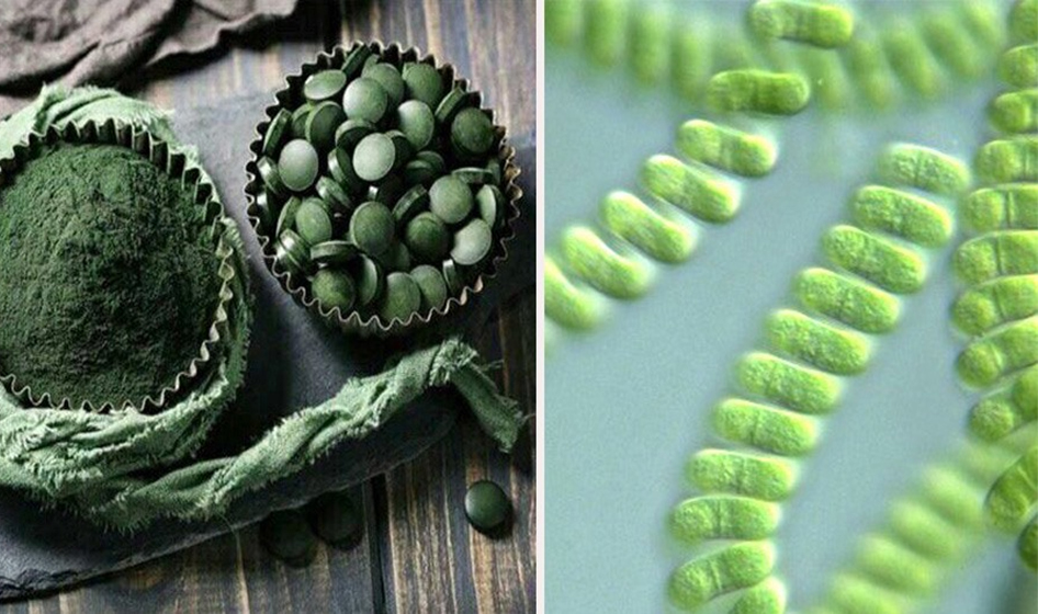 Tảo xoắn có tác dụng gì