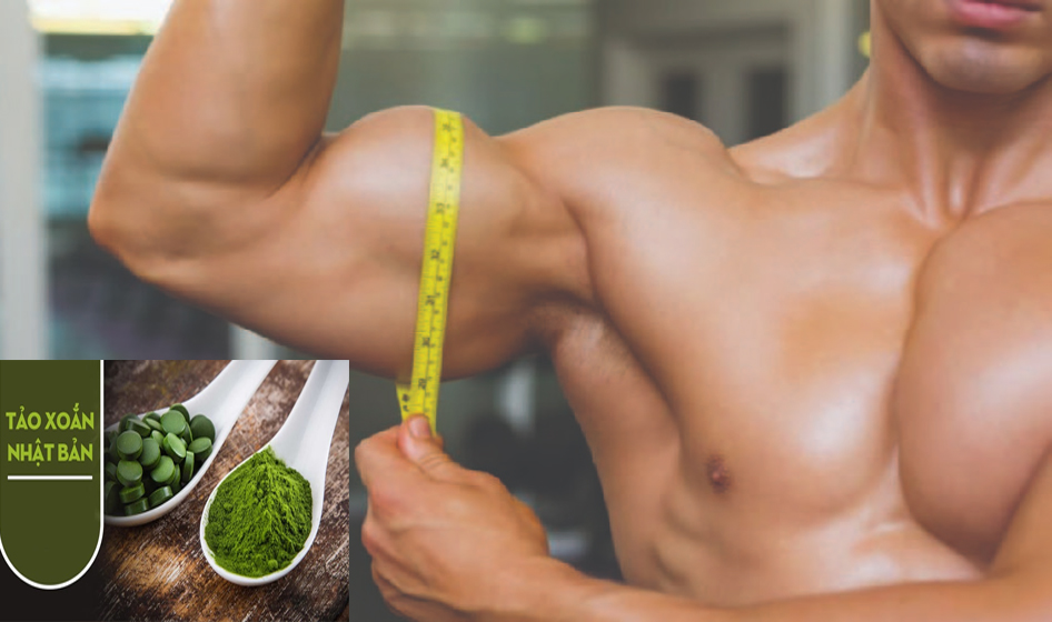 Tảo xoắn có tác dụng gì