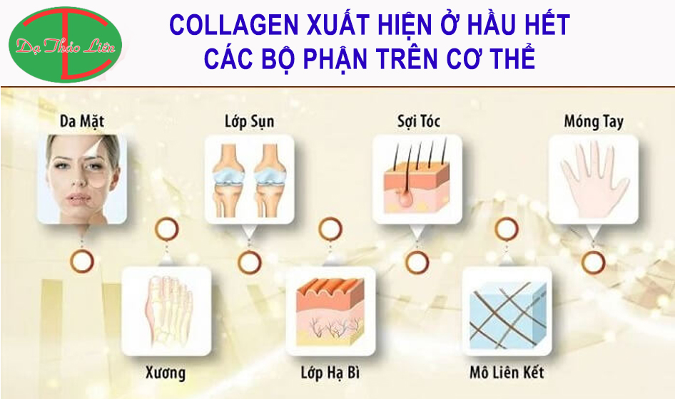 Collagen là gì