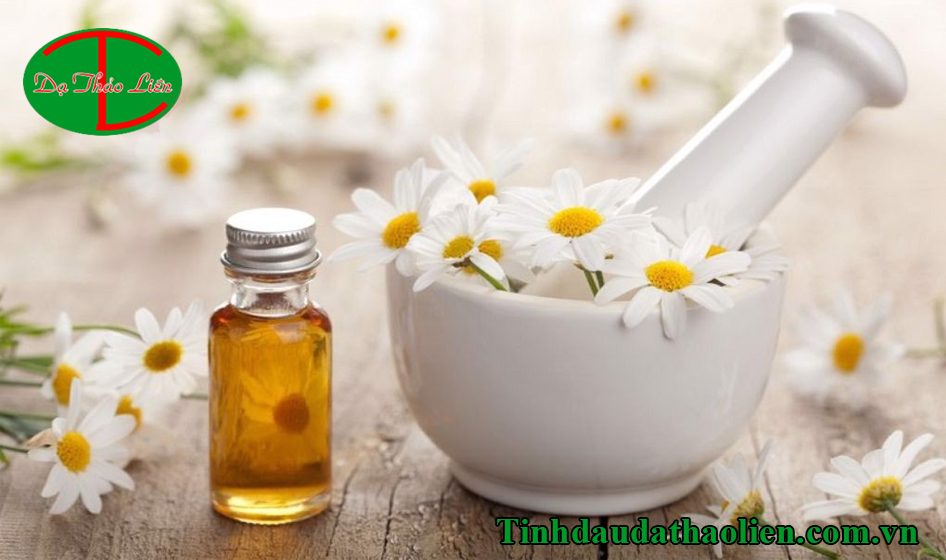 Tác dụng của cúc La Mã