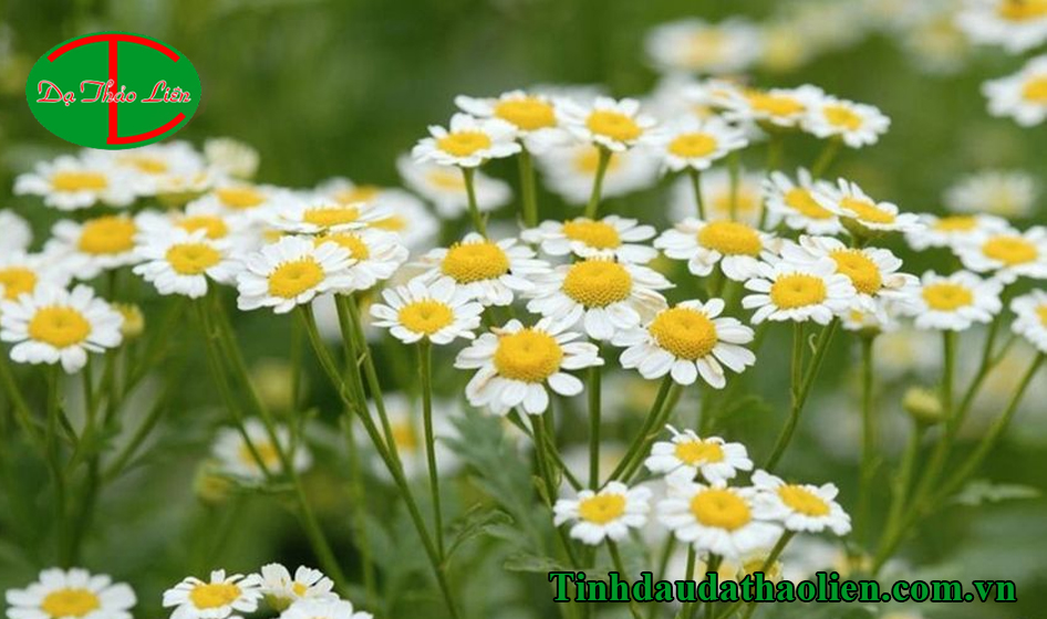 Tác dụng của cúc La Mã