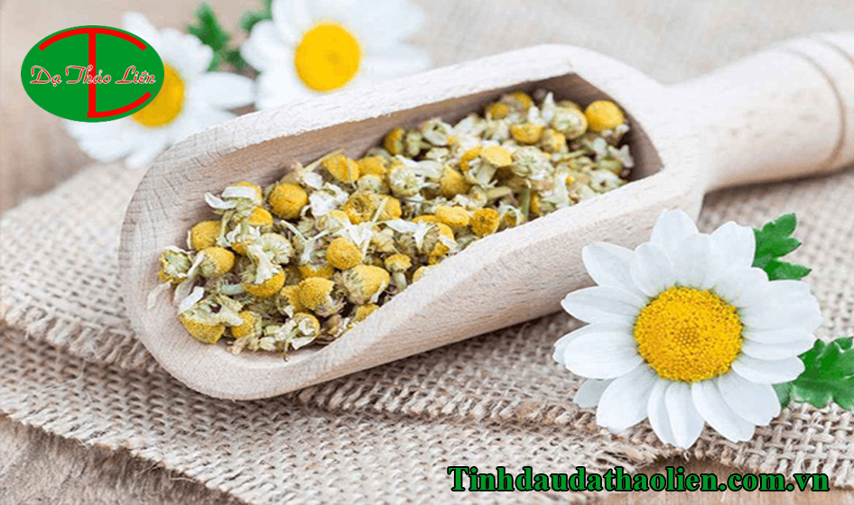 Tác dụng của cúc La Mã