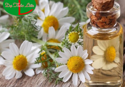 Tác dụng của cúc La Mã