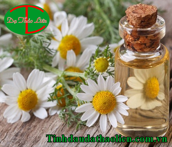 Tác dụng của cúc La Mã