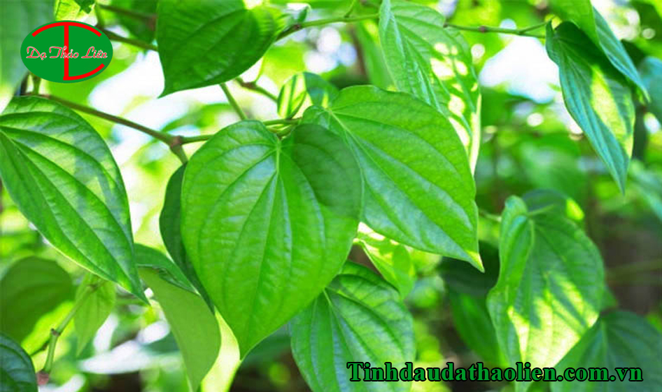 Cách trị đau họng