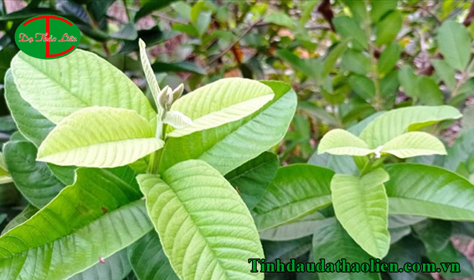 Cách trị sâu răng