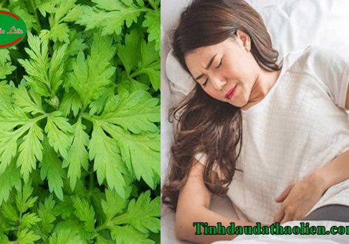 Chữa đau bụng kinh bằng ngải cứu