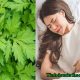 Chữa đau bụng kinh bằng ngải cứu