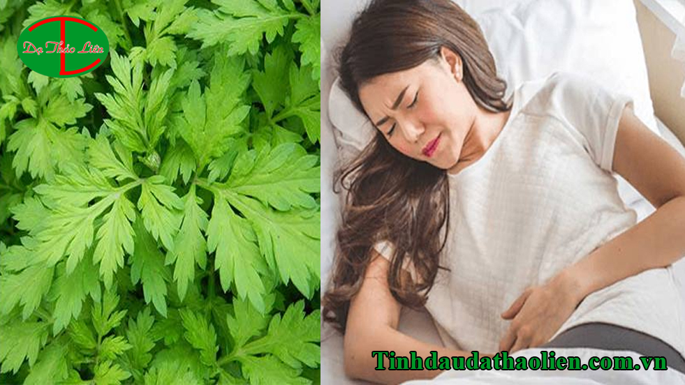 Chữa đau bụng kinh bằng ngải cứu