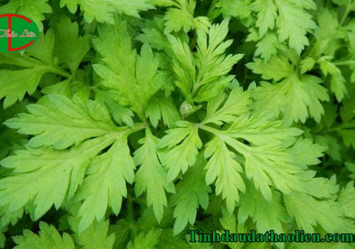 Ngải cứu có tác dụng gì