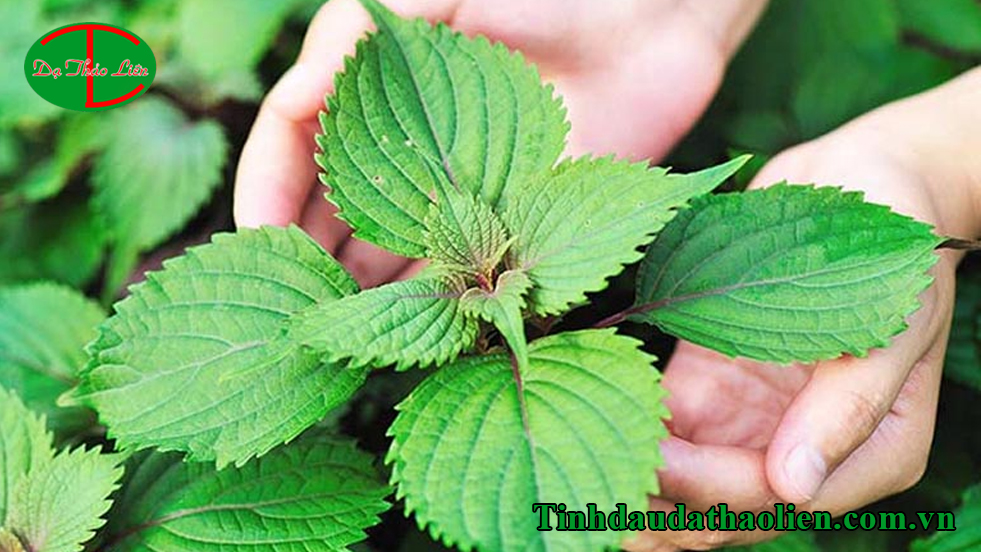 Tía tô trị nám tàn nhang