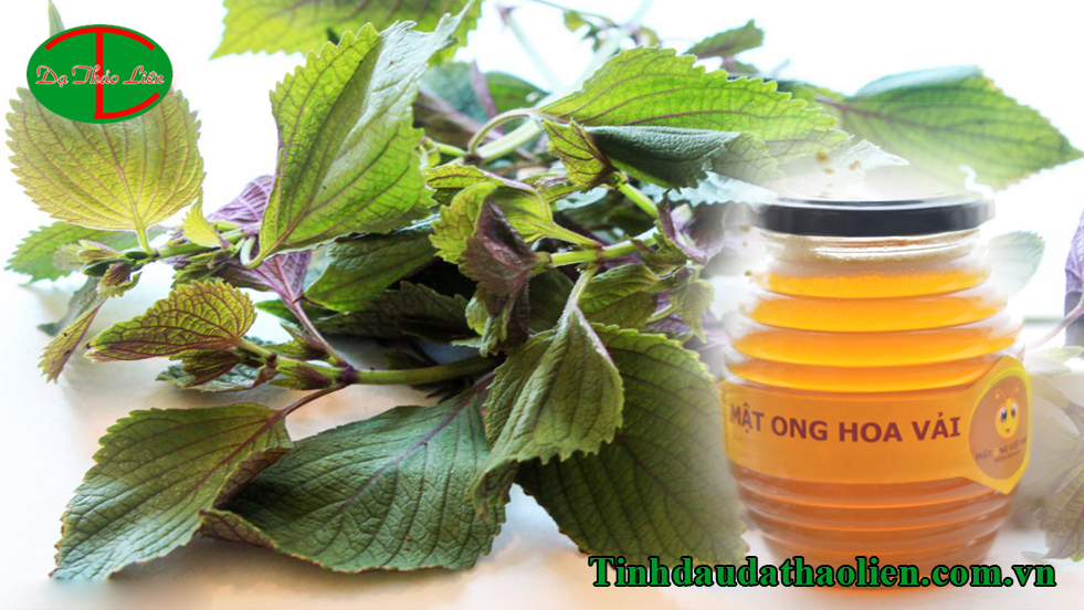 Tía tô trị nám tàn nhang