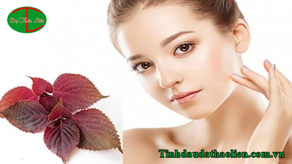 Tía tô trị nám tàn nhang