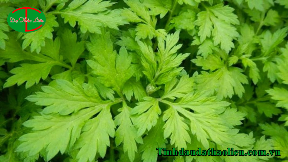 Cách giảm đau bụng kinh