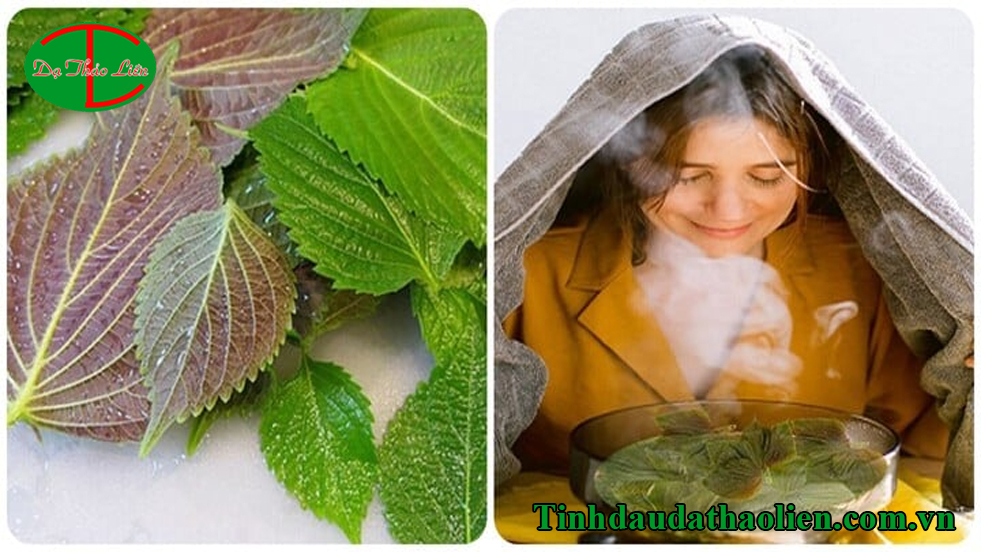 Cách trị mụn bằng lá tía tô