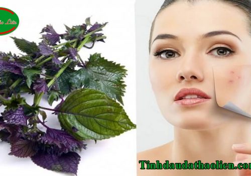 Cách trị mụn bằng lá tía tô